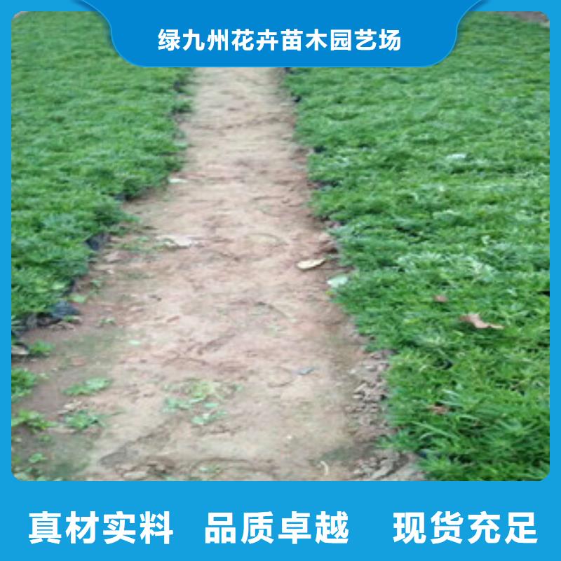 时令草花耐寒耐旱草花基地使用方法