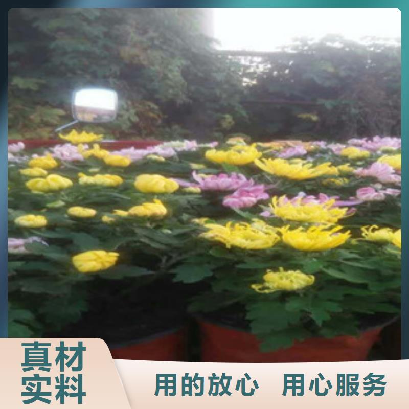 时令草花-花海景观工程免费寄样