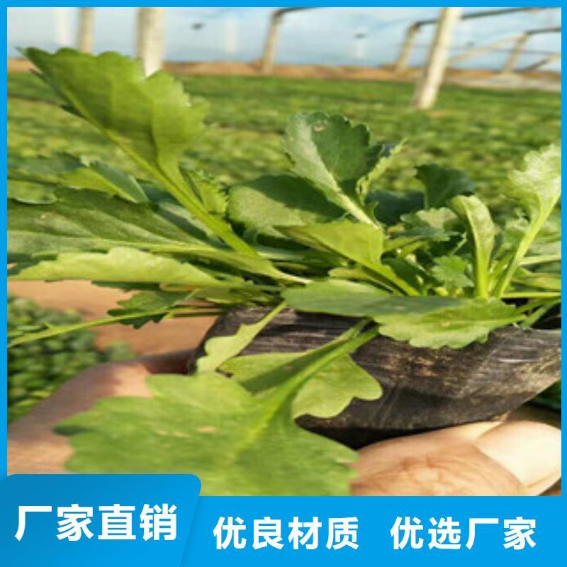 时令草花,五一国庆草花批发做工精细