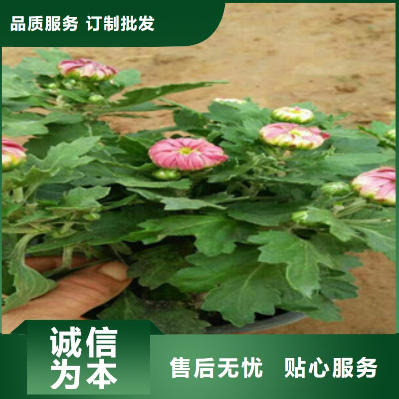 时令草花-花海景观工程免费寄样