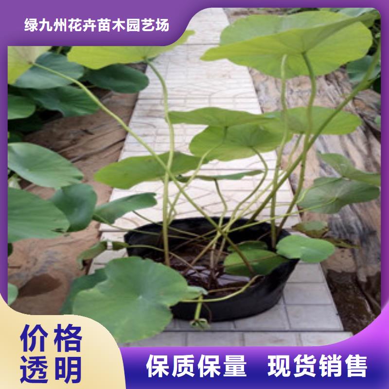 时令草花,五一国庆草花批发做工精细