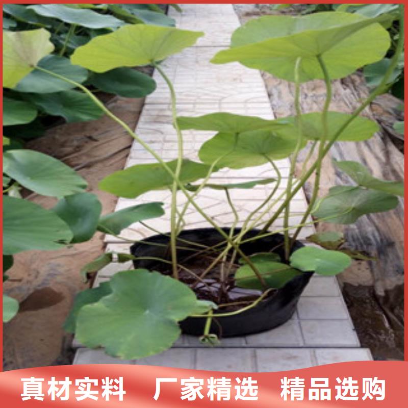 时令草花耐寒耐旱草花基地使用方法