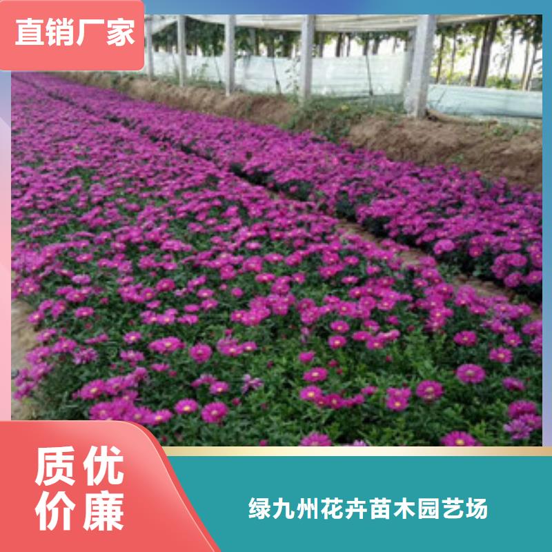 时令草花-花海景观工程免费寄样