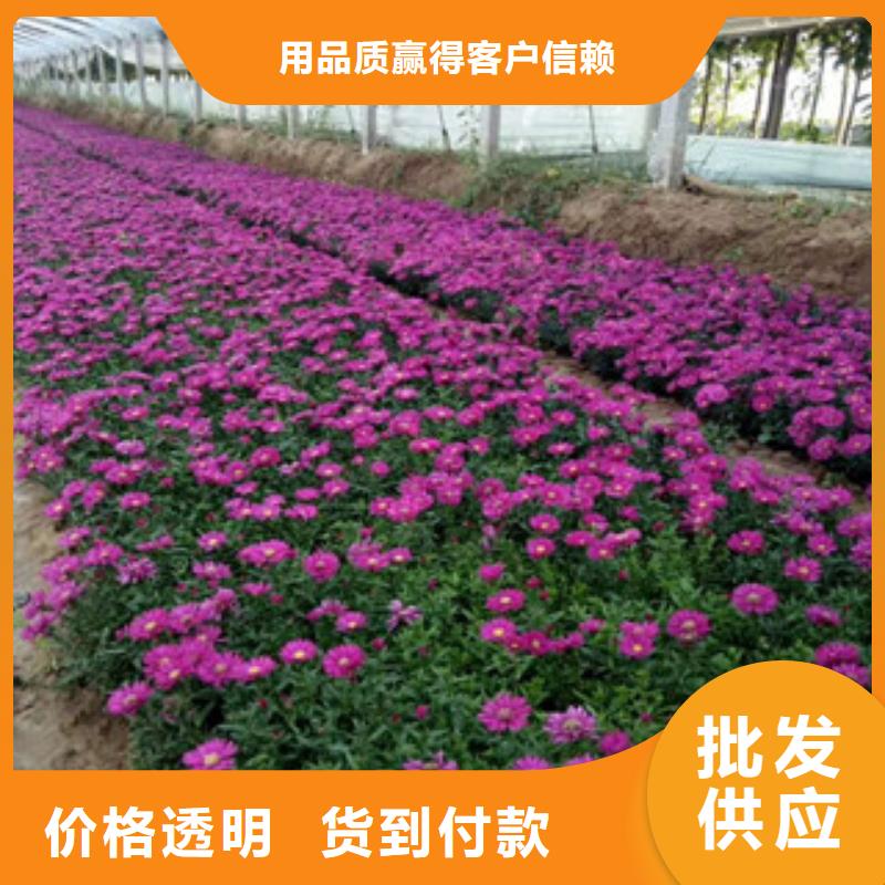 时令草花耐寒耐旱草花基地使用方法