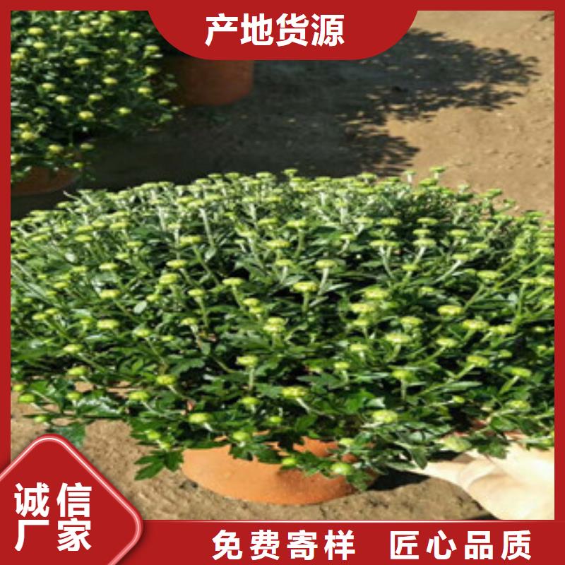 时令草花柳叶马鞭草/薰衣草厂家工艺先进