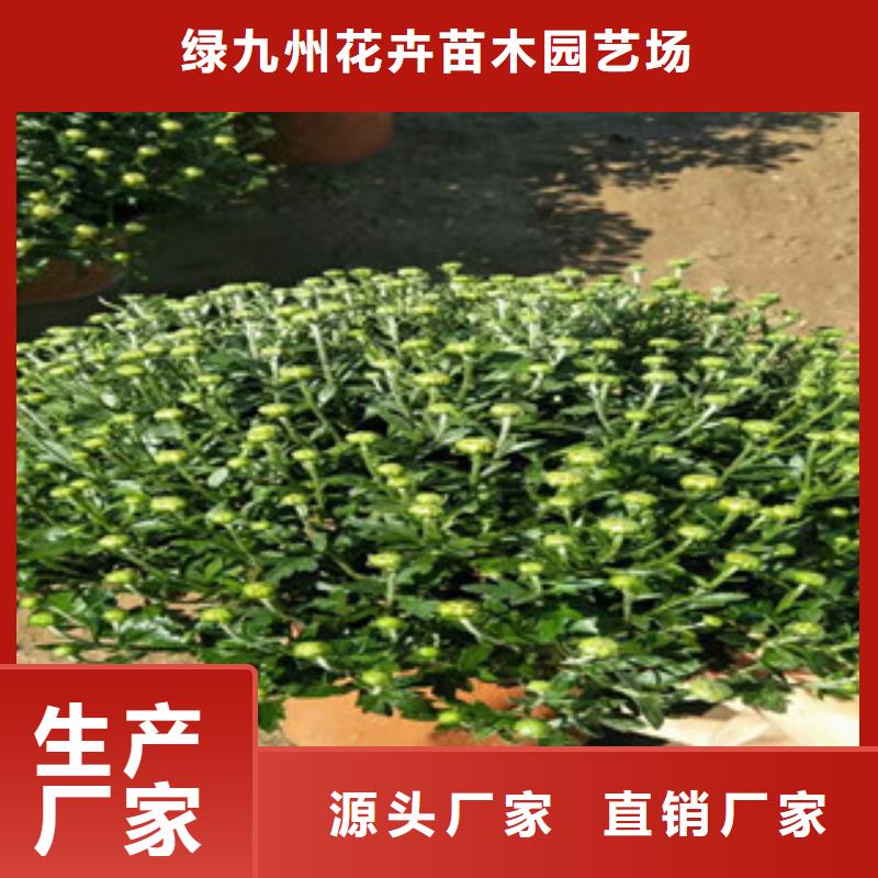 时令草花耐寒耐旱草花基地使用方法