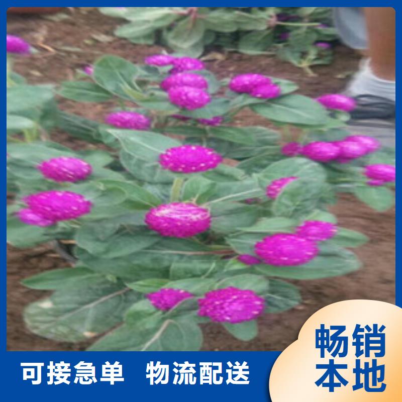 时令草花柳叶马鞭草/薰衣草厂家工艺先进
