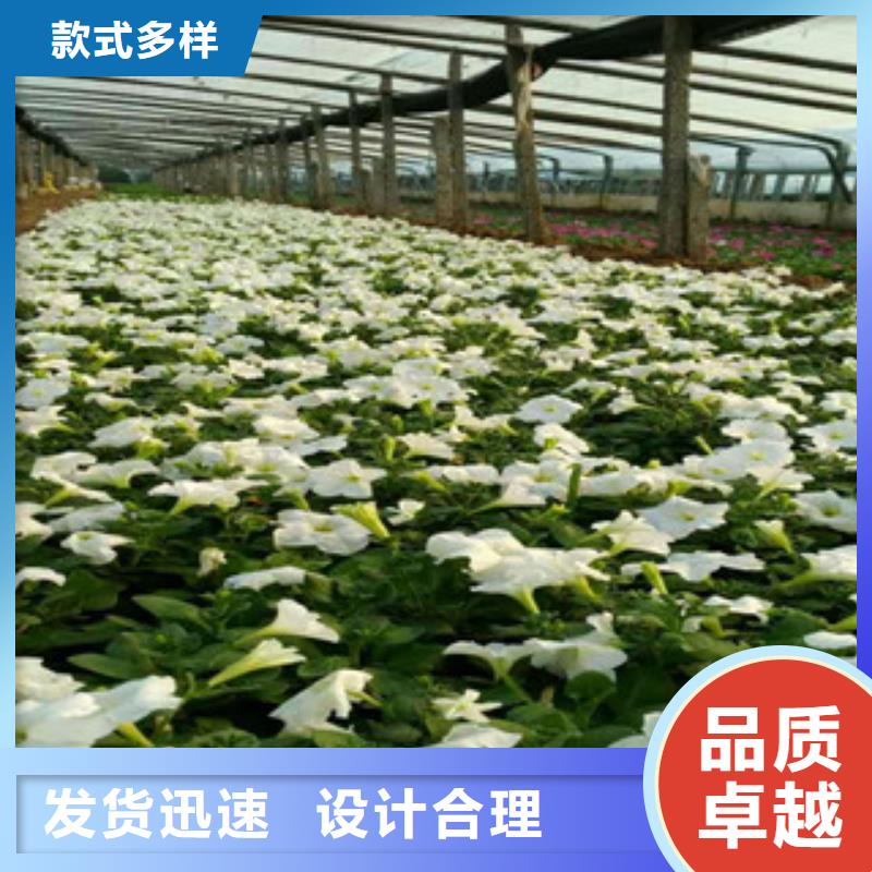 时令草花柳叶马鞭草/薰衣草厂家工艺先进