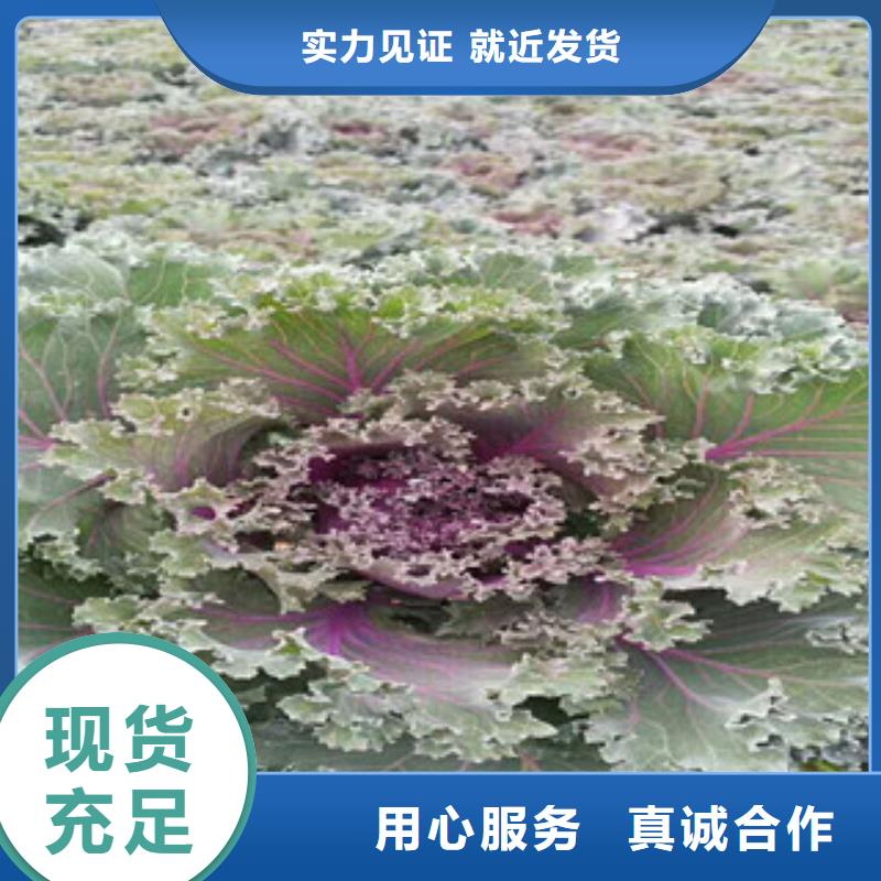 时令草花耐寒耐旱草花基地使用方法