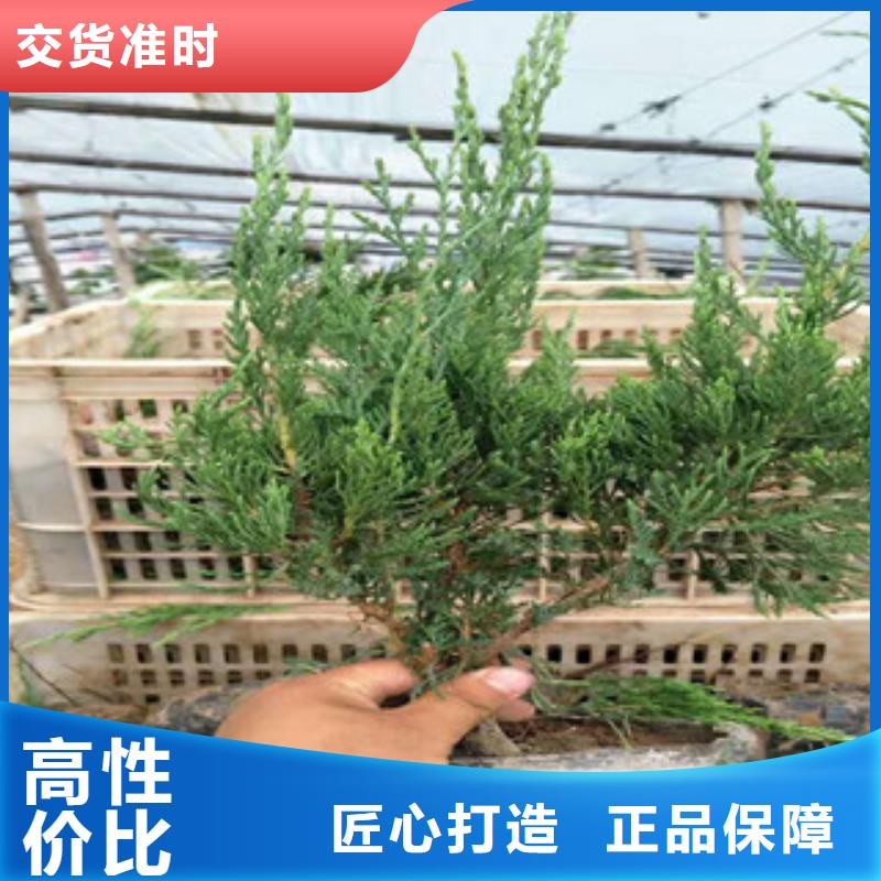 时令草花耐寒耐旱草花基地使用方法
