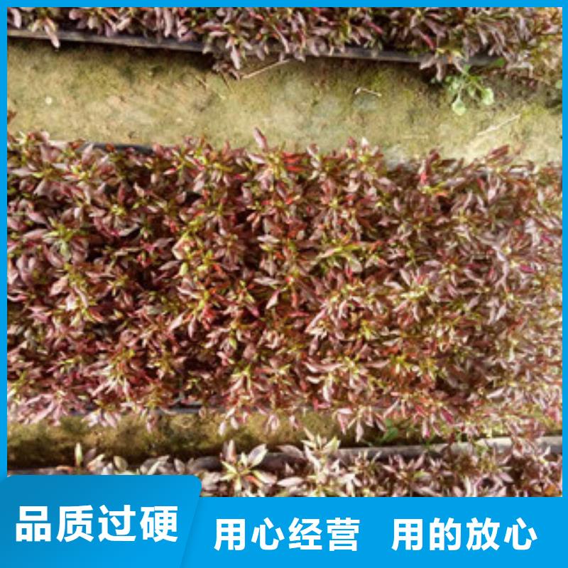 时令草花-花海景观工程免费寄样