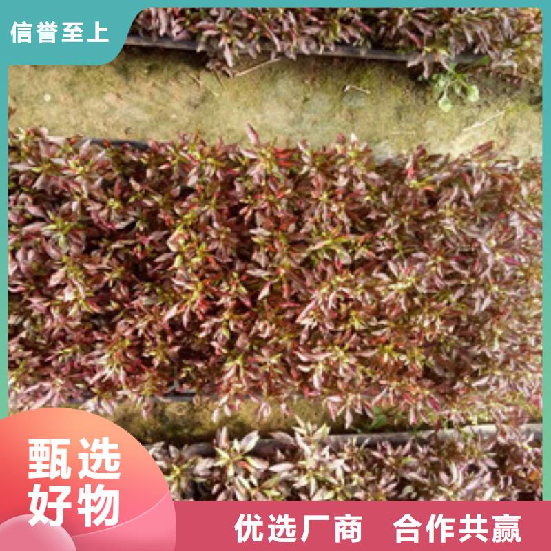 时令草花,五一国庆草花批发做工精细