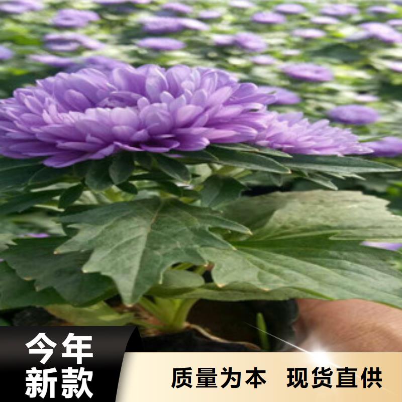 时令草花耐寒耐旱草花基地使用方法