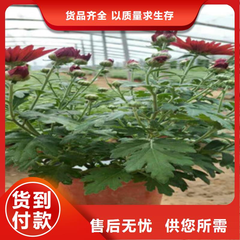 时令草花耐寒耐旱草花基地使用方法