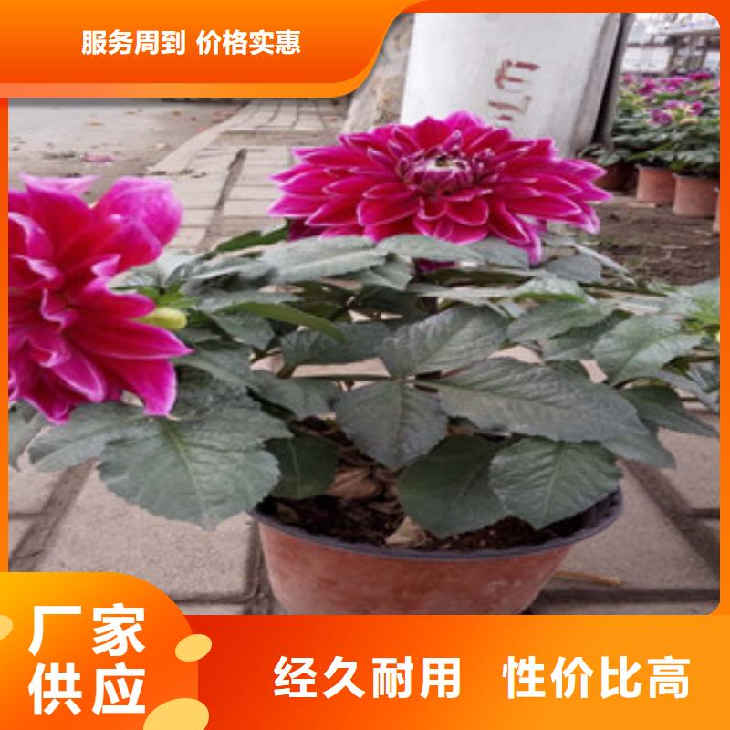 时令草花-花海景观工程免费寄样
