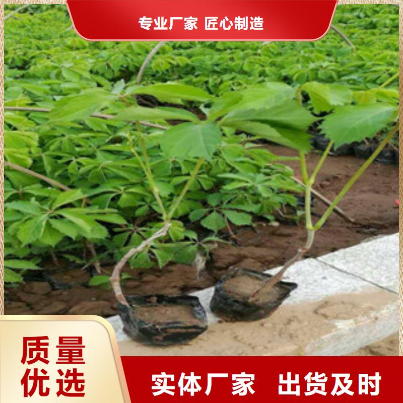 宿根花卉宿根花卉基地实拍品质保障