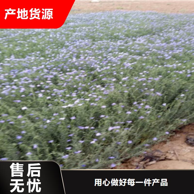 【宿根花卉】_耐寒耐旱草花基地规格齐全-市场覆盖|呼和浩特|兴安|赤峰|乌海|包头|锡林郭勒-聊商通