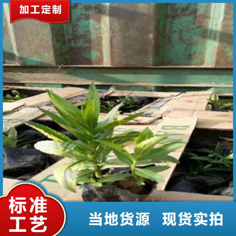 【宿根花卉】_耐寒耐旱草花基地规格齐全-市场覆盖|呼和浩特|兴安|赤峰|乌海|包头|锡林郭勒-聊商通