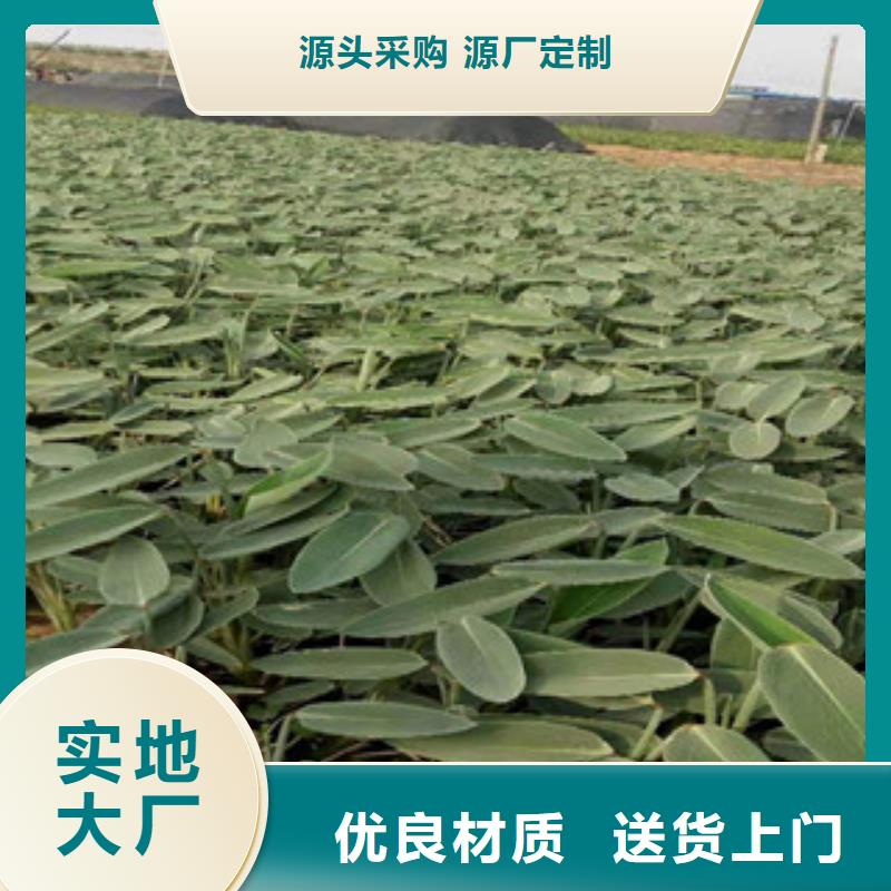 宿根花卉花海景观工程定制零售批发