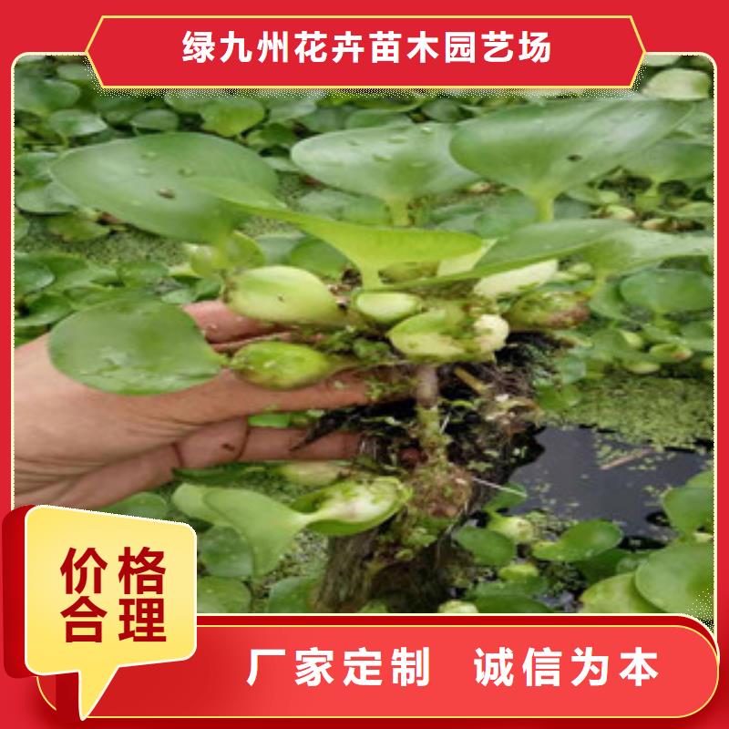【宿根花卉】_耐寒耐旱草花基地规格齐全-市场覆盖|呼和浩特|兴安|赤峰|乌海|包头|锡林郭勒-聊商通