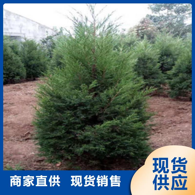 【宿根花卉】_耐寒耐旱草花基地规格齐全-市场覆盖|呼和浩特|兴安|赤峰|乌海|包头|锡林郭勒-聊商通