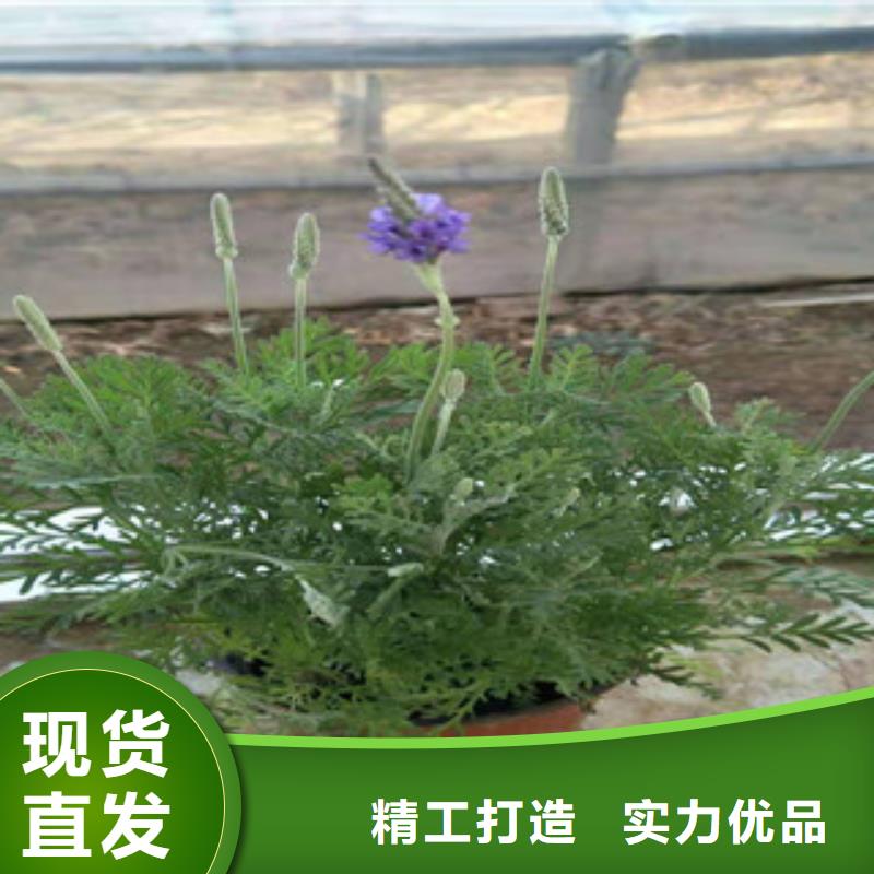 【宿根花卉】_耐寒耐旱草花基地规格齐全-市场覆盖|呼和浩特|兴安|赤峰|乌海|包头|锡林郭勒-聊商通