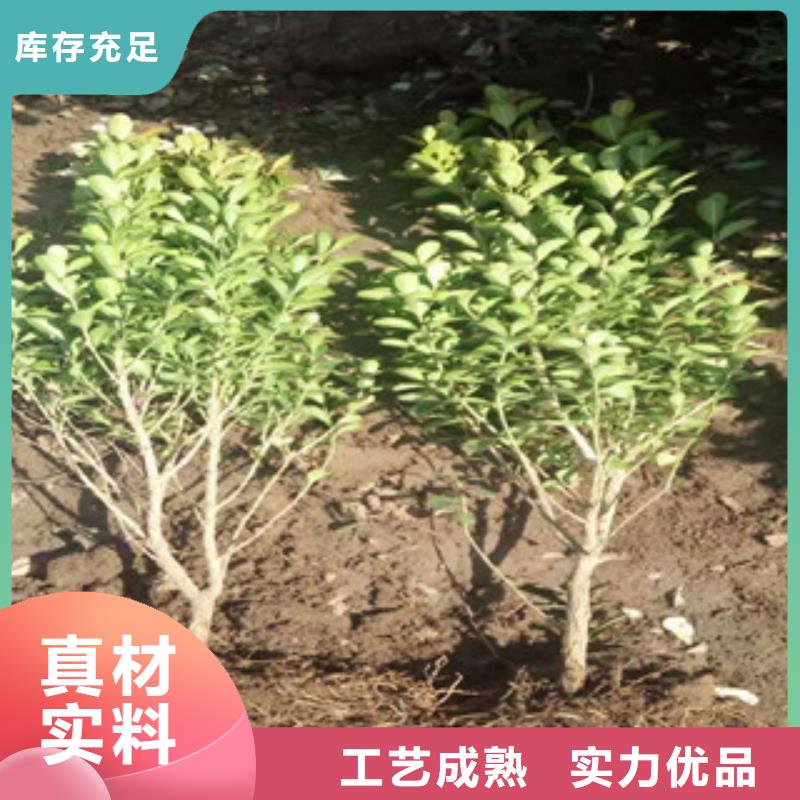 宿根花卉-鲁冰花/粉黛乱子草用品质赢得客户信赖