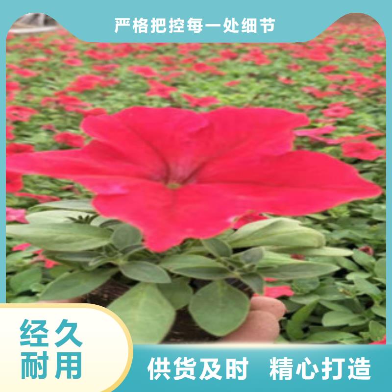 【宿根花卉】_耐寒耐旱草花基地规格齐全-市场覆盖|呼和浩特|兴安|赤峰|乌海|包头|锡林郭勒-聊商通