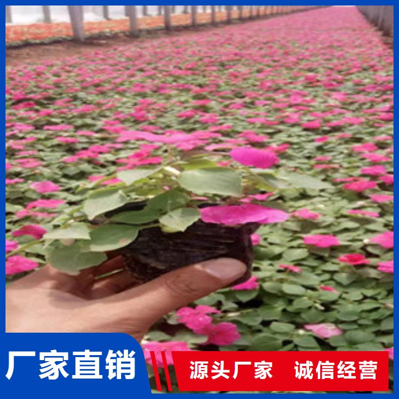 【宿根花卉】_耐寒耐旱草花基地规格齐全-市场覆盖|呼和浩特|兴安|赤峰|乌海|包头|锡林郭勒-聊商通