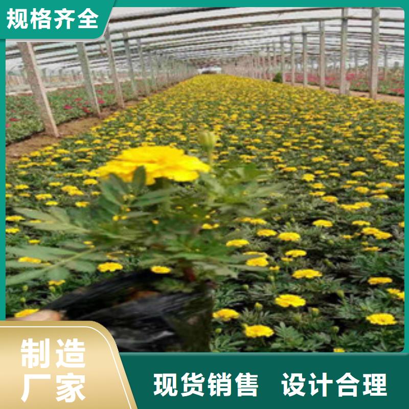宿根花卉-鲁冰花/粉黛乱子草用品质赢得客户信赖
