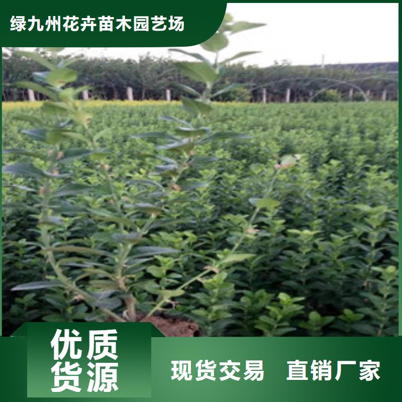 【宿根花卉】_耐寒耐旱草花基地规格齐全-市场覆盖|呼和浩特|兴安|赤峰|乌海|包头|锡林郭勒-聊商通