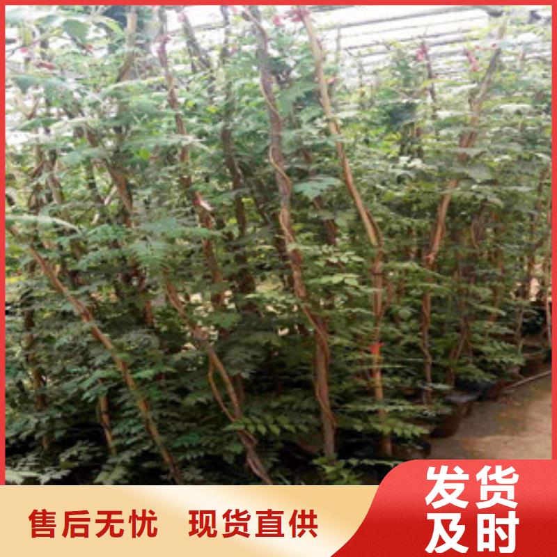 宿根花卉花海景观工程定制零售批发