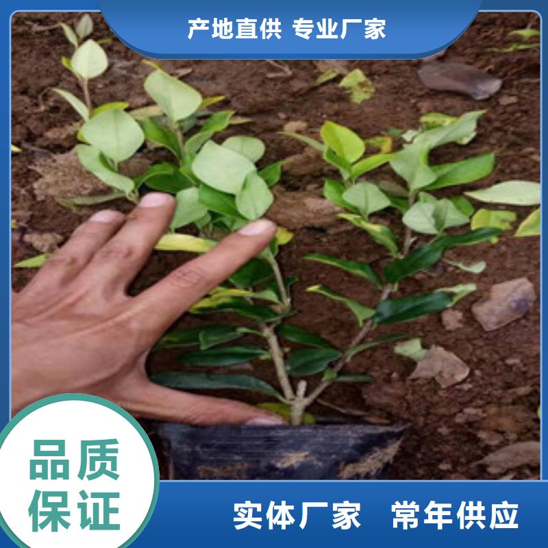 宿根花卉花海景观工程定制零售批发