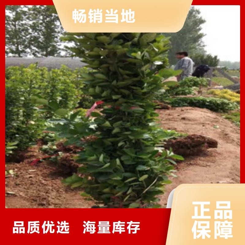 宿根花卉花海景观工程定制零售批发