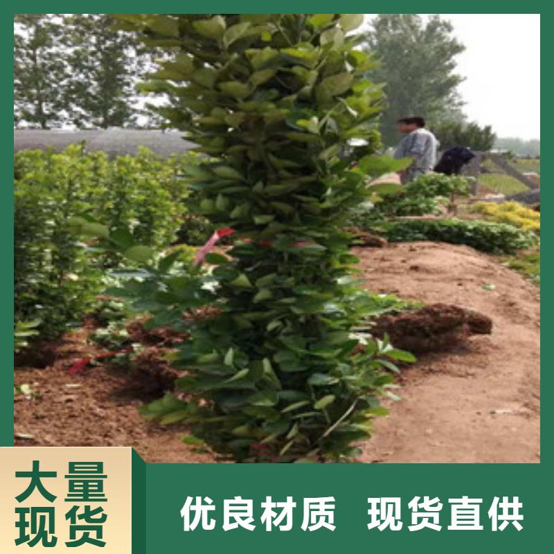 【宿根花卉】_耐寒耐旱草花基地规格齐全-市场覆盖|呼和浩特|兴安|赤峰|乌海|包头|锡林郭勒-聊商通