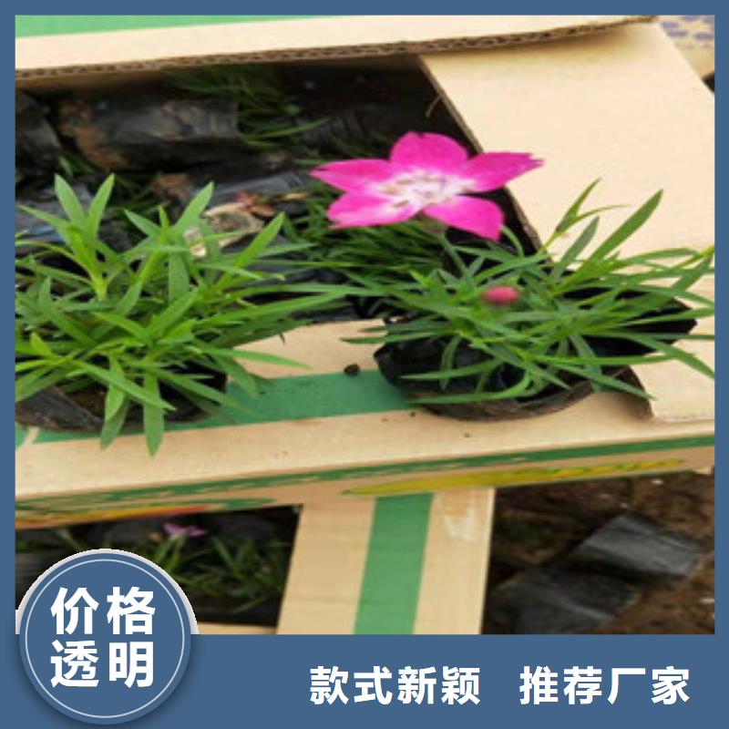 宿根花卉花海景观工程定制零售批发