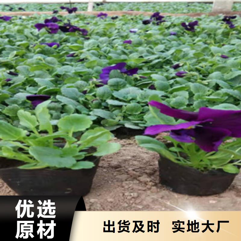 宿根花卉花海景观工程定制零售批发