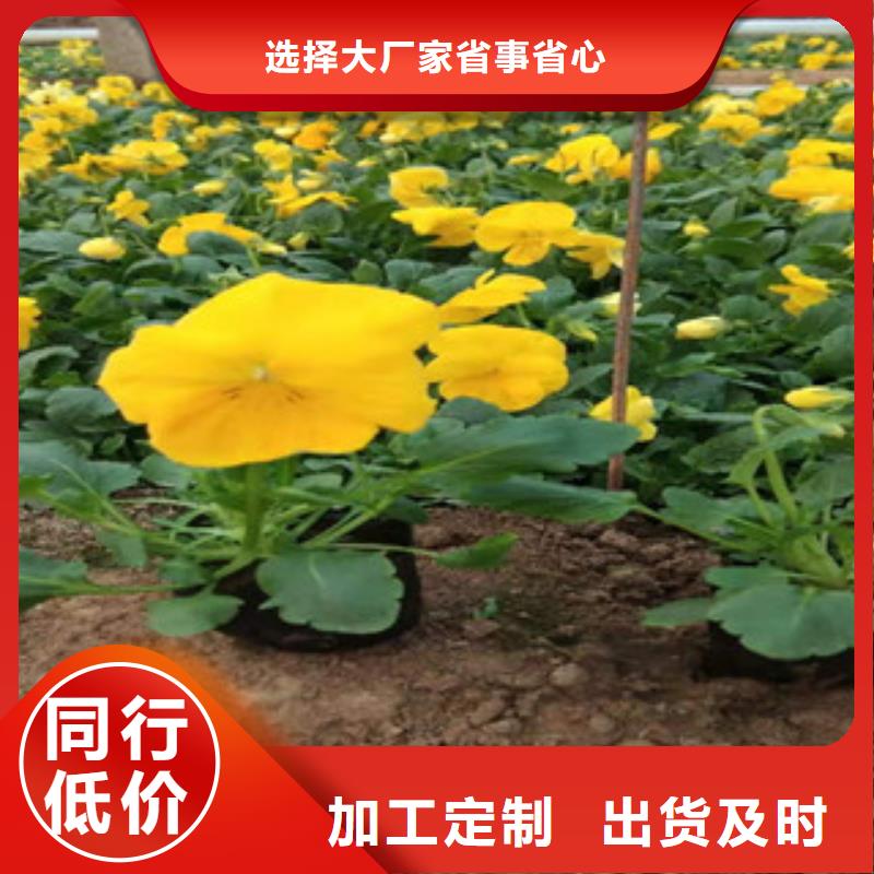 宿根花卉花海景观工程定制零售批发