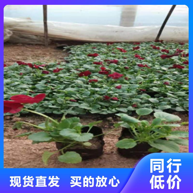 宿根花卉花海景观工程定制零售批发