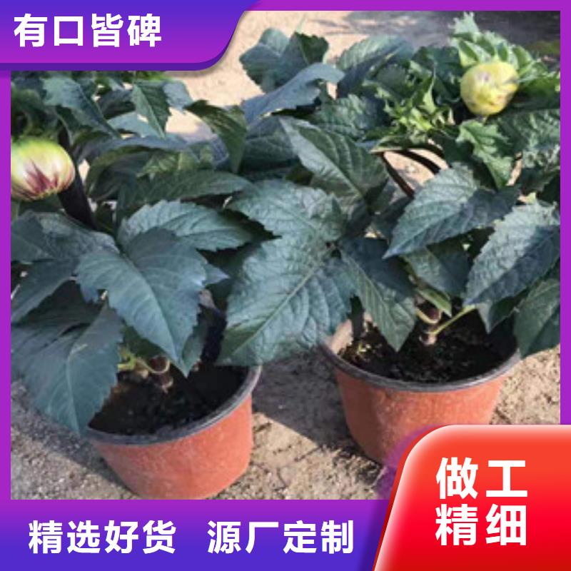 宿根花卉花海景观工程定制零售批发