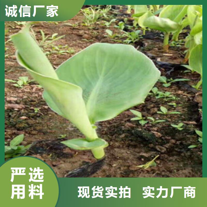 花海景观鲁冰花/粉黛乱子草价格实惠工厂直供