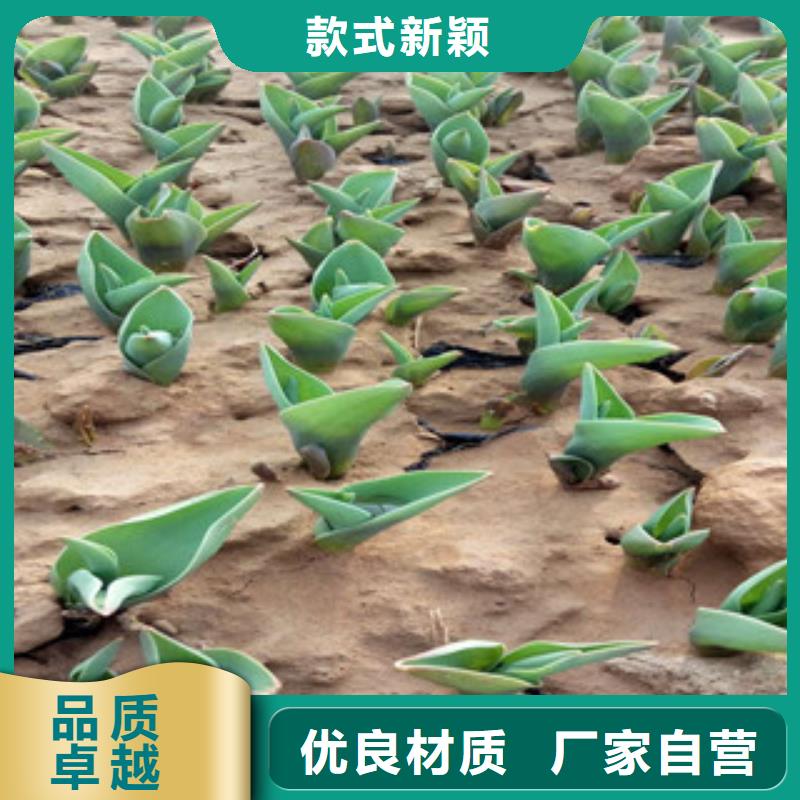 花海景观柳叶马鞭草/薰衣草现货充裕