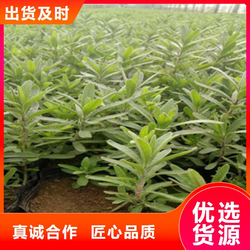 花海景观鲁冰花/粉黛乱子草满足客户需求