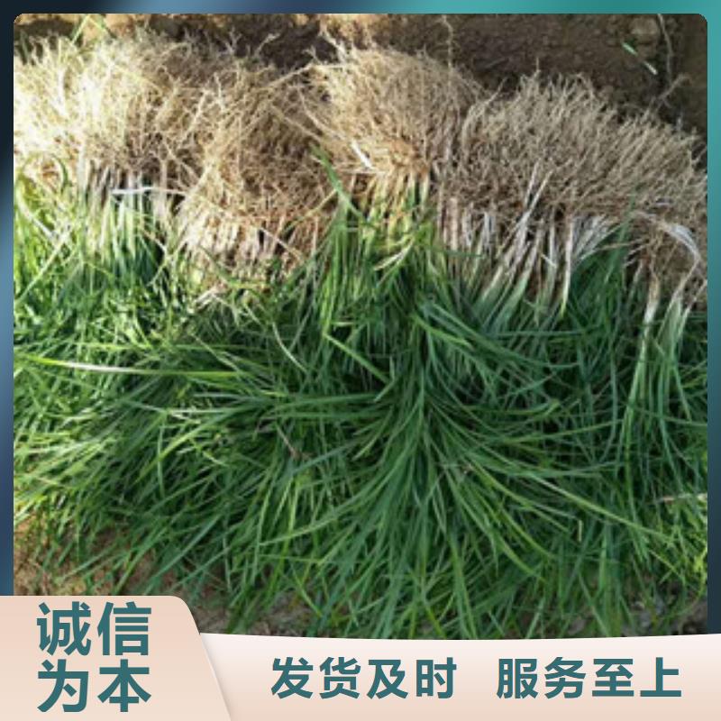 花海景观鲁冰花/粉黛乱子草价格实惠工厂直供
