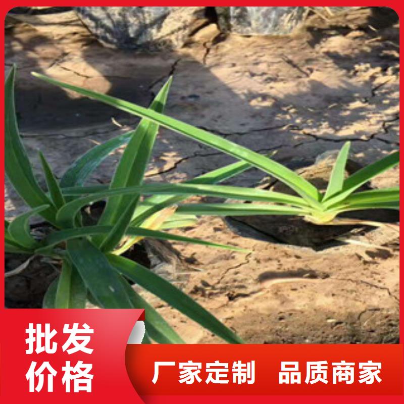 花海景观鲁冰花/粉黛乱子草满足客户需求