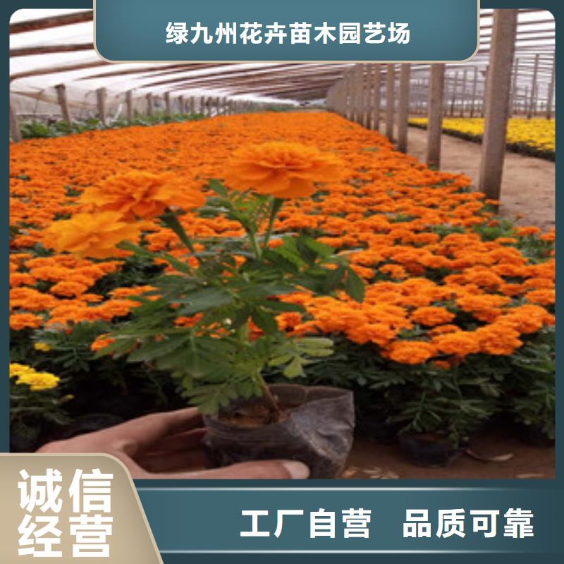 花海景观柳叶马鞭草/薰衣草现货充裕