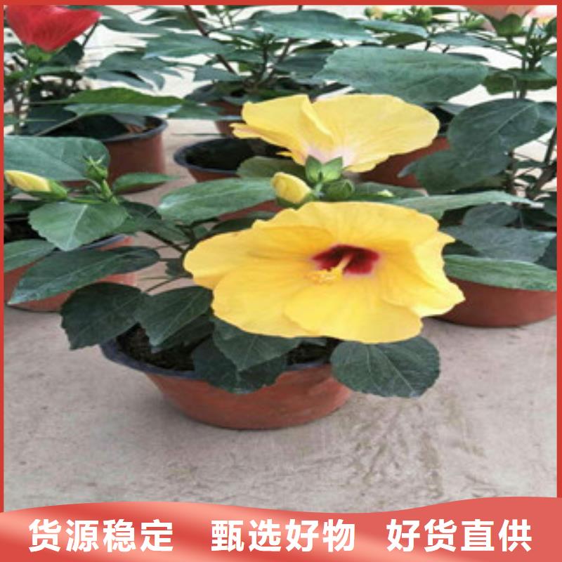 花海景观柳叶马鞭草/薰衣草现货充裕