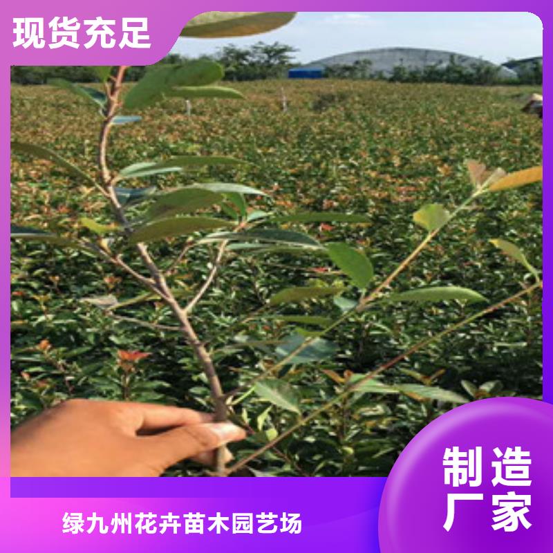 花海景观鲁冰花/粉黛乱子草满足客户需求