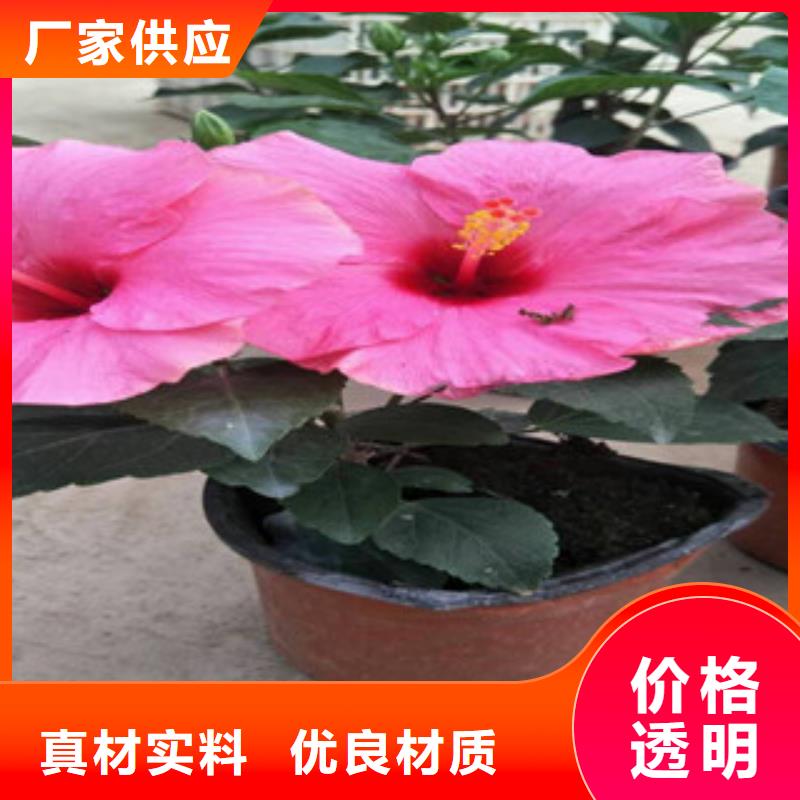 花海景观鲁冰花/粉黛乱子草价格实惠工厂直供