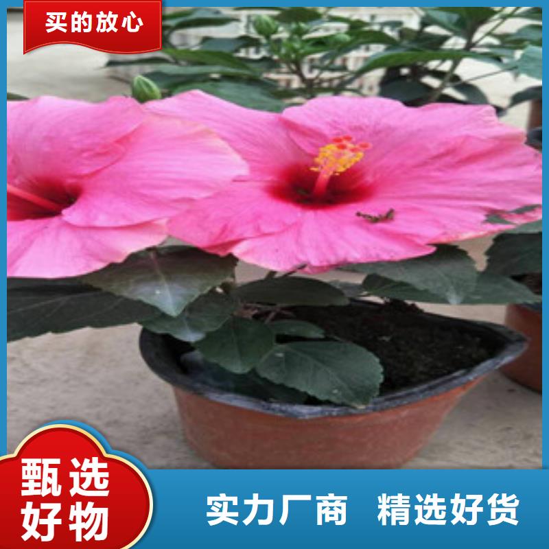 花海景观鲁冰花/粉黛乱子草满足客户需求